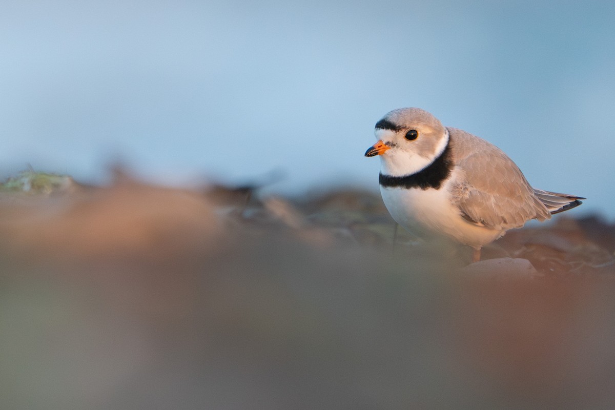 Piping Plover - ML617976760