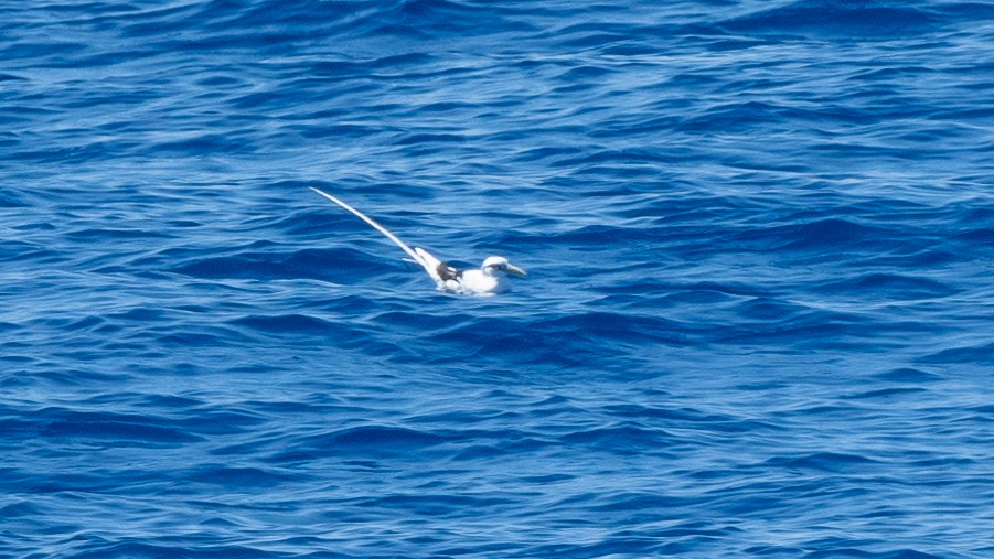 White-tailed Tropicbird - ML617976771