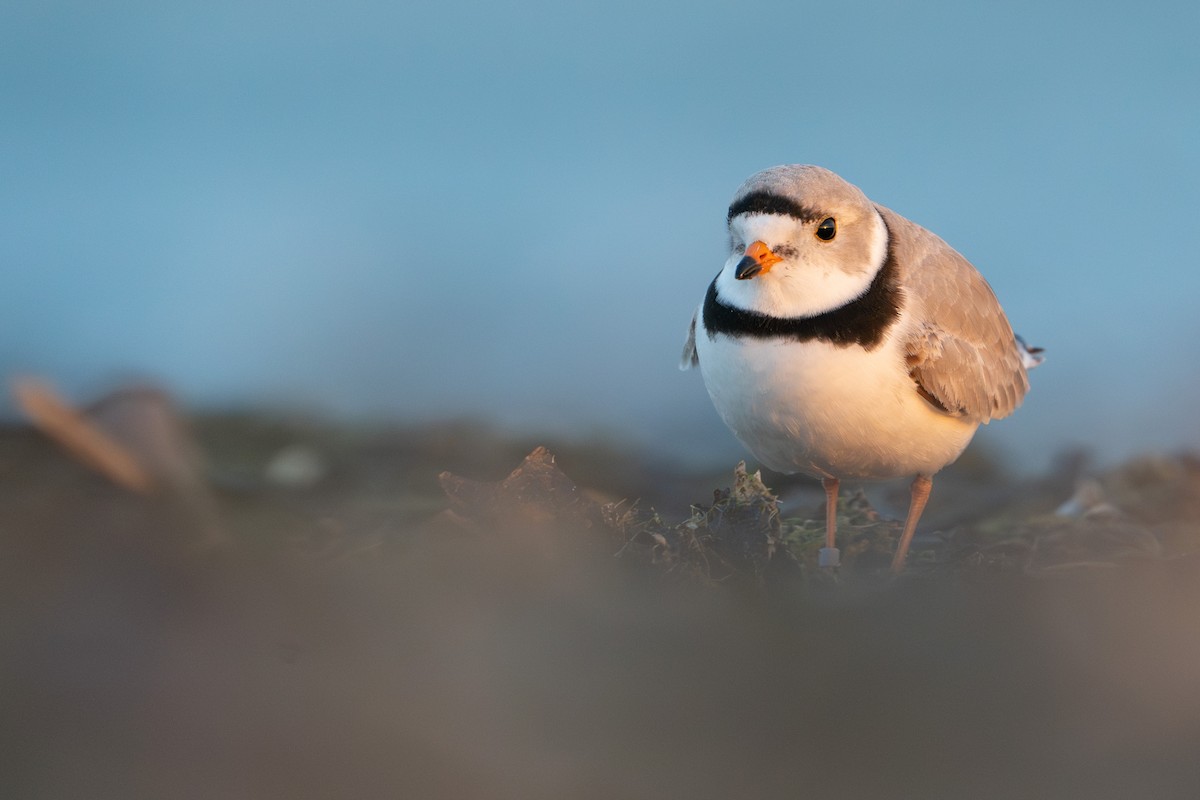 Piping Plover - Kevin Lin