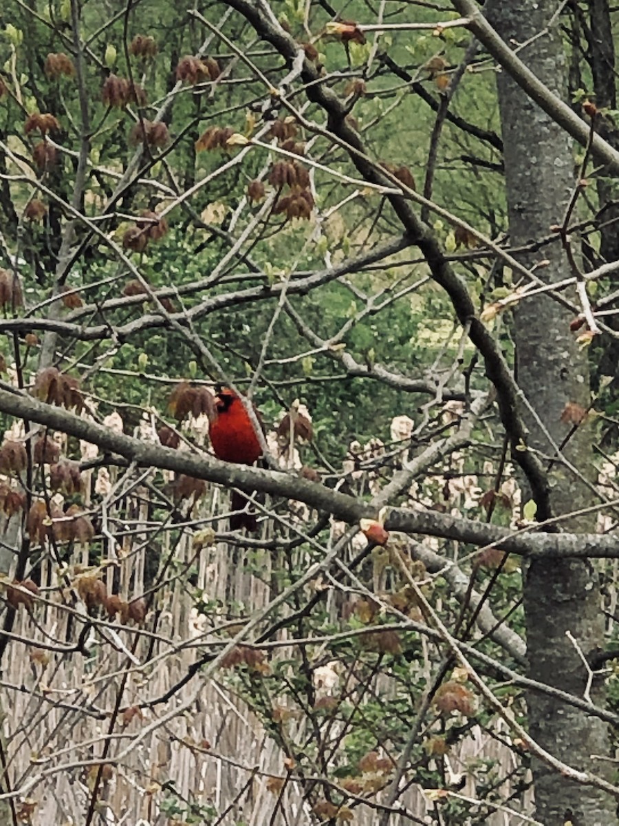 Cardinal rouge - ML617976784