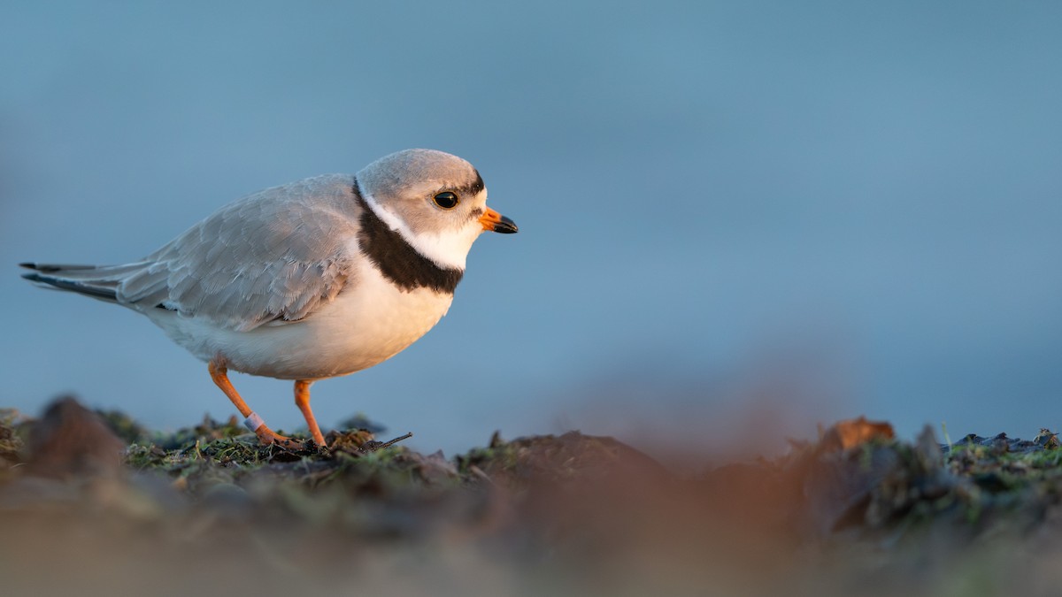 Piping Plover - ML617976793