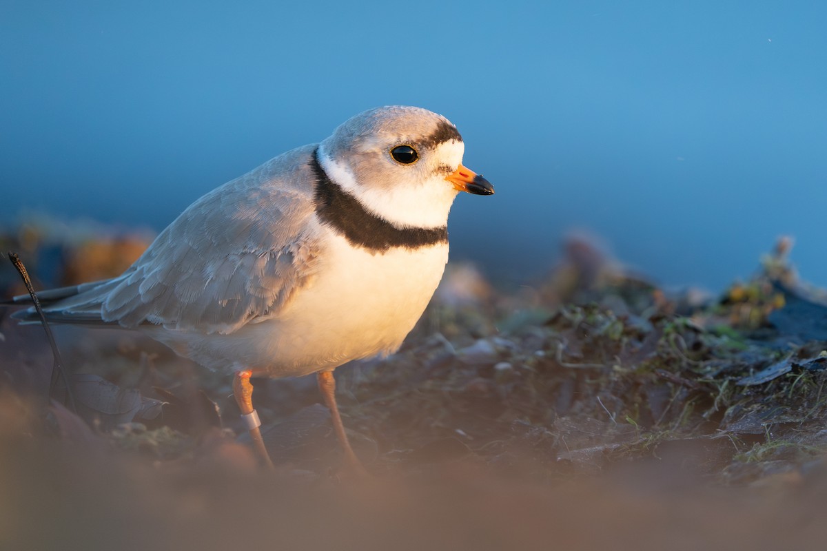 Piping Plover - ML617976795