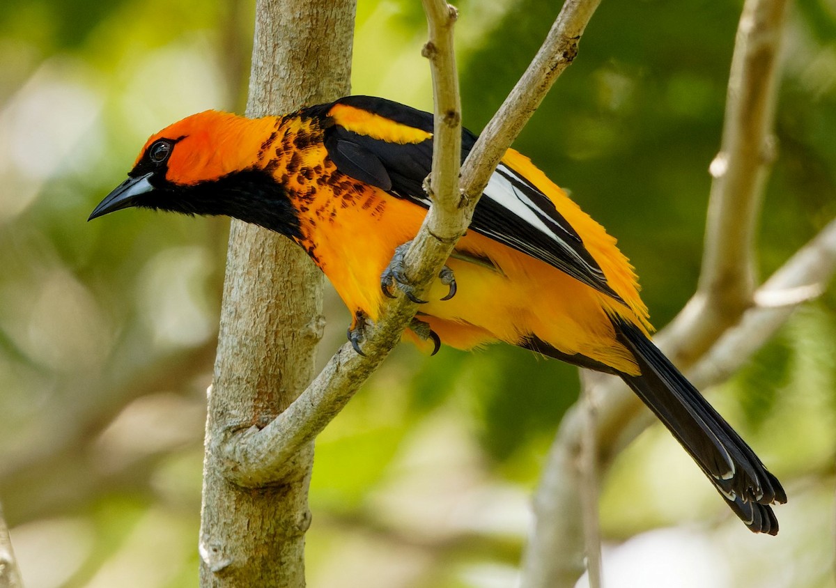 Spot-breasted Oriole - ML617976811