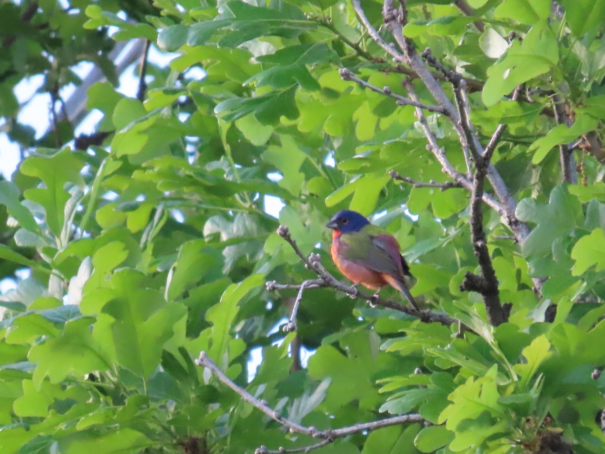 Painted Bunting - ML617976854
