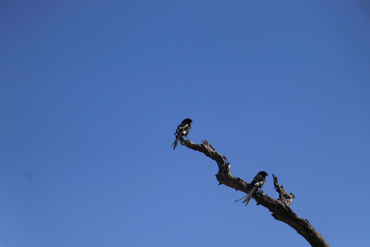 Magpie Shrike - Aryan Deore