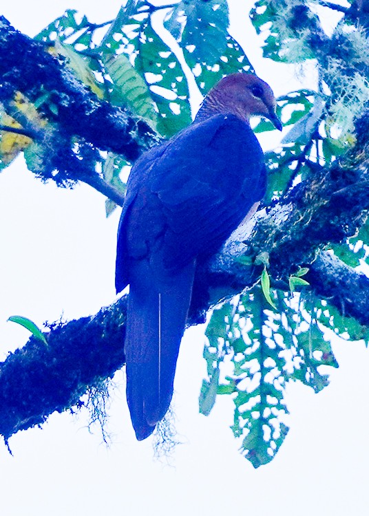 Philippine Cuckoo-Dove - ML617976868