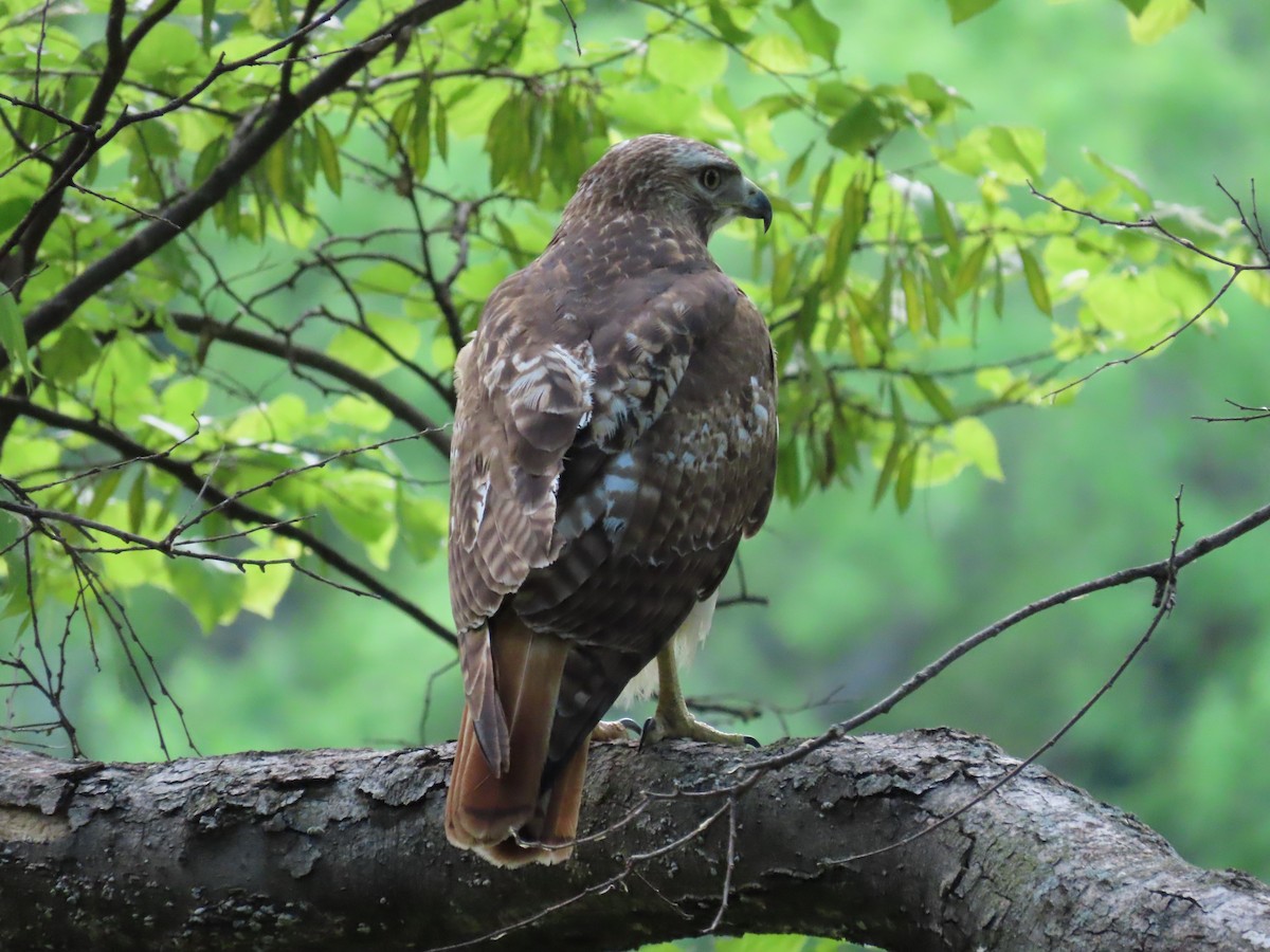 Red-tailed Hawk - ML617976871