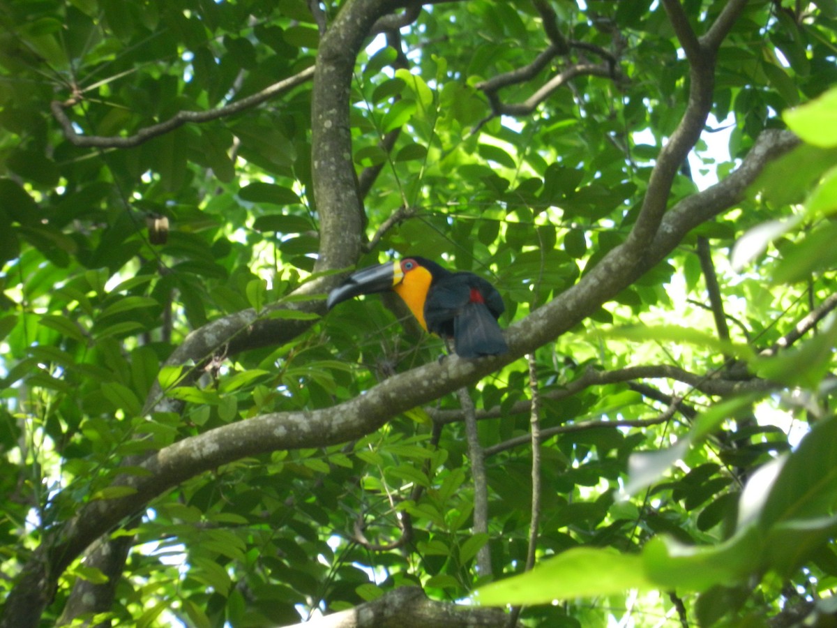 Red-breasted Toucan - ML617976873