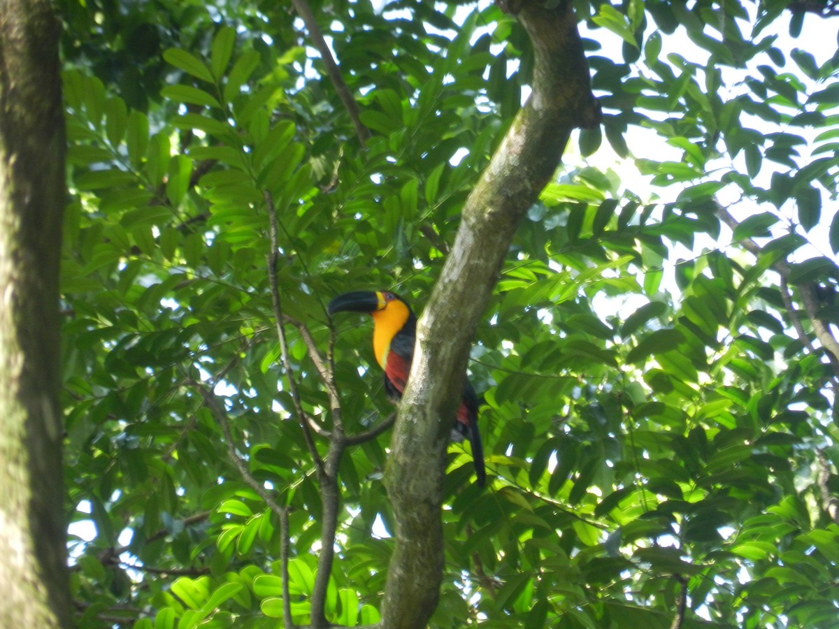 Red-breasted Toucan - ML617976874