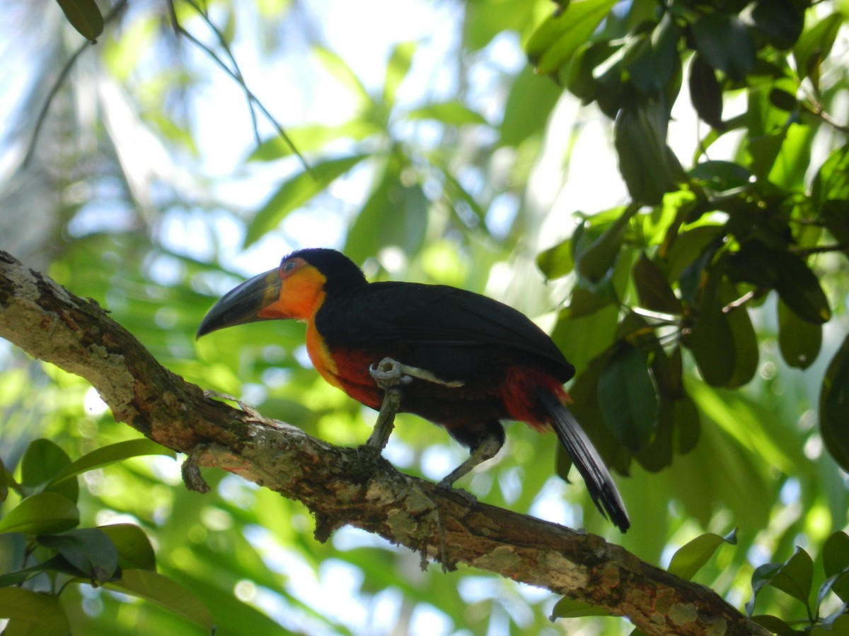 Red-breasted Toucan - ML617976876