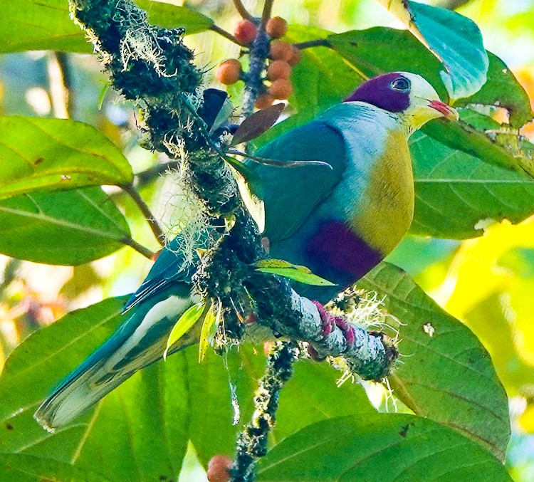 Yellow-breasted Fruit-Dove - ML617976889