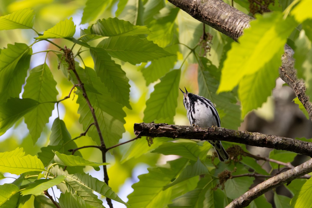 Black-and-white Warbler - ML617976926