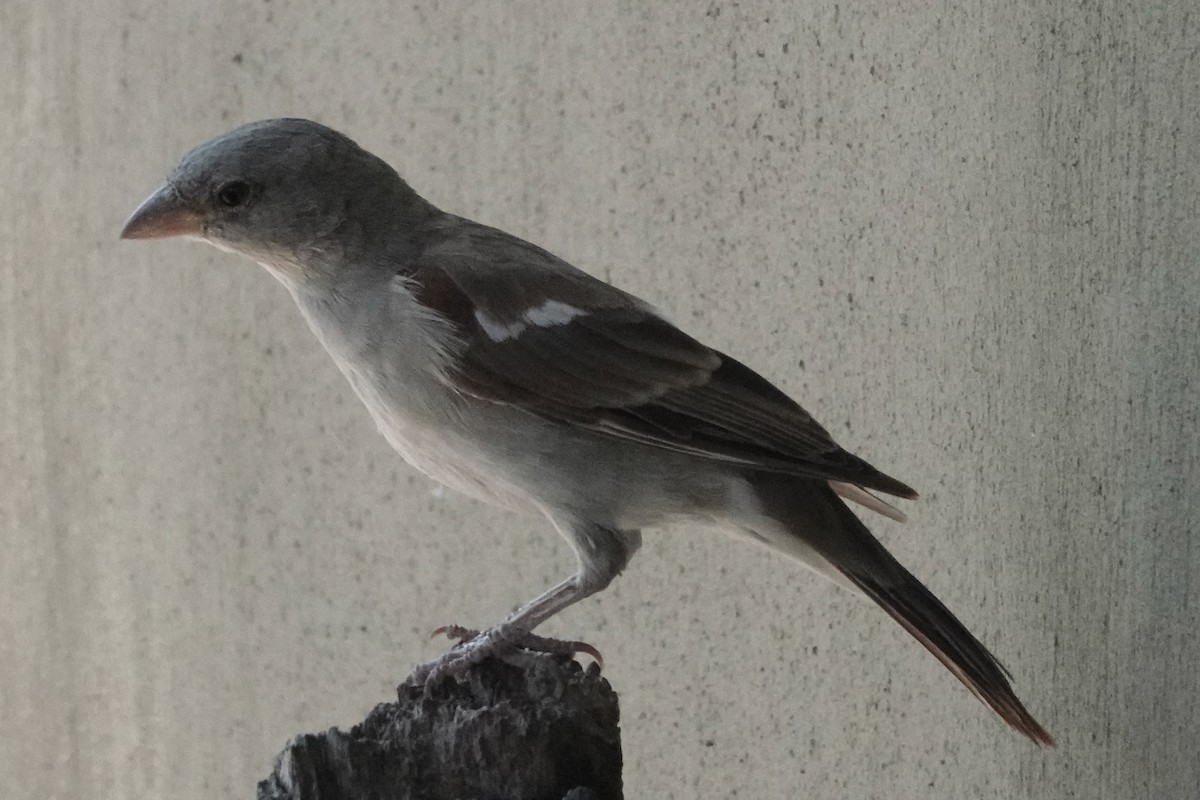 Southern Gray-headed Sparrow - Ken Weiss