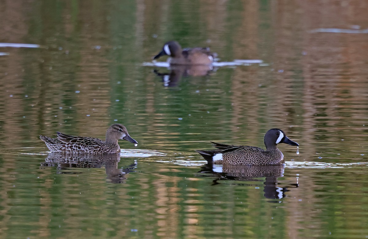 Blue-winged Teal - ML617976999