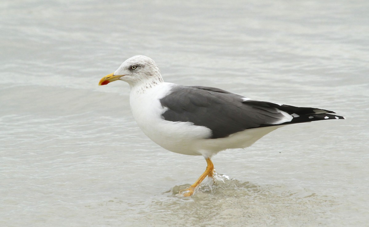 Lesser Black-backed Gull - ML617977004