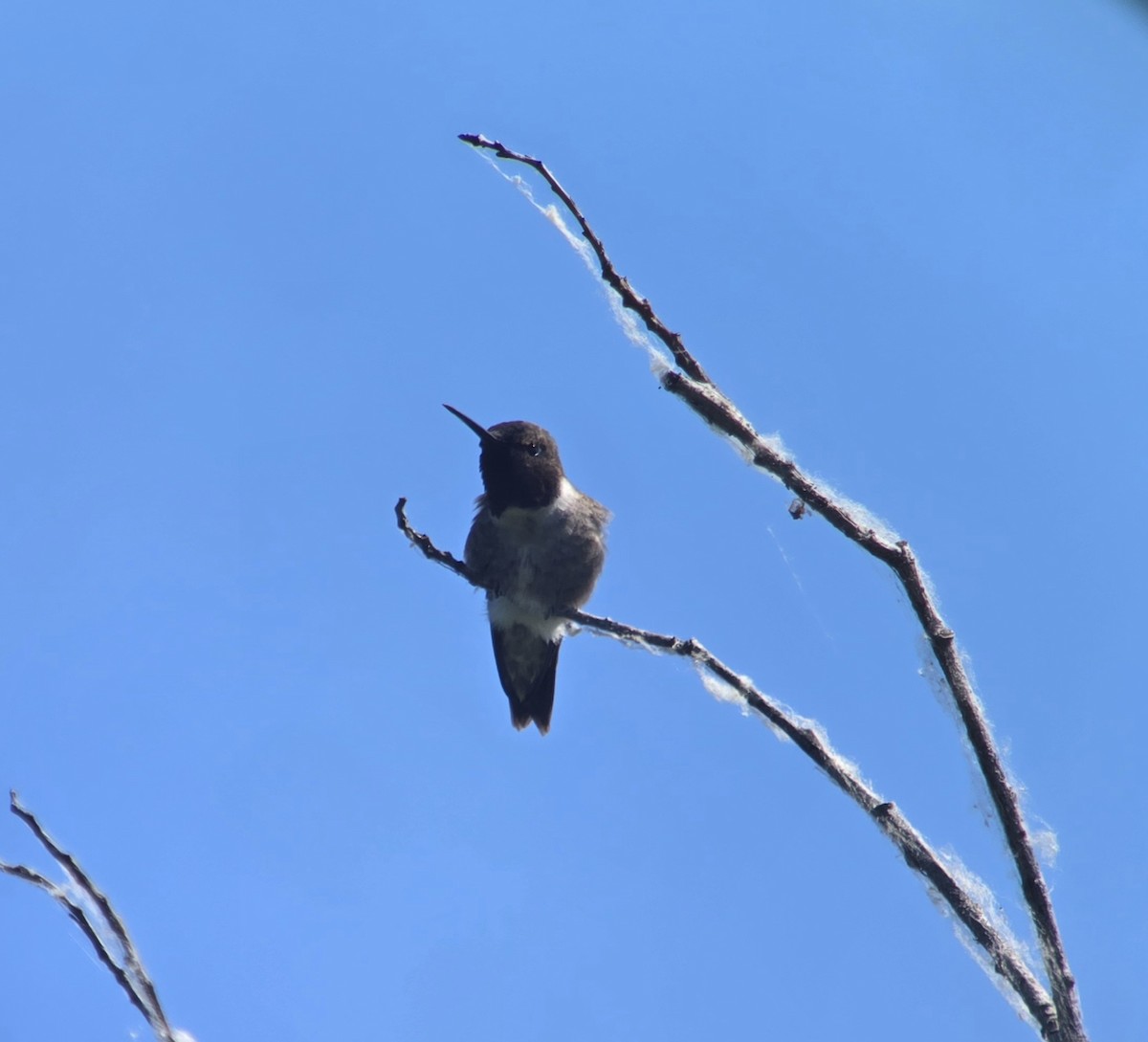 Black-chinned Hummingbird - ML617977016
