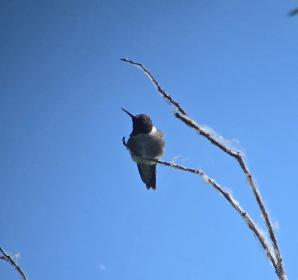 Black-chinned Hummingbird - ML617977017