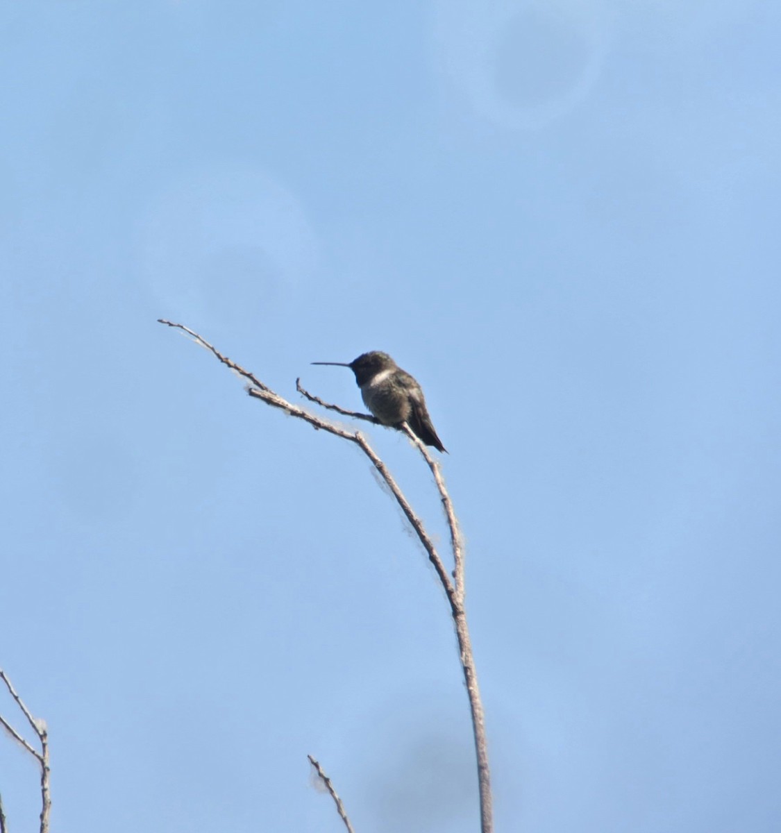 Black-chinned Hummingbird - ML617977018