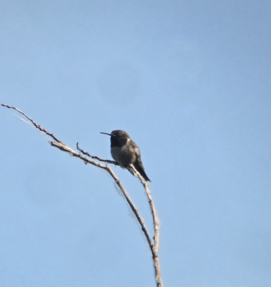 Black-chinned Hummingbird - ML617977019