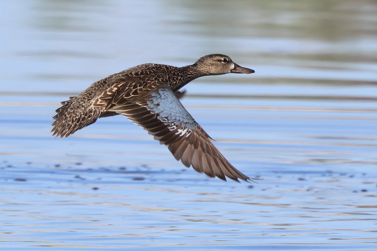 Blue-winged Teal - ML617977020