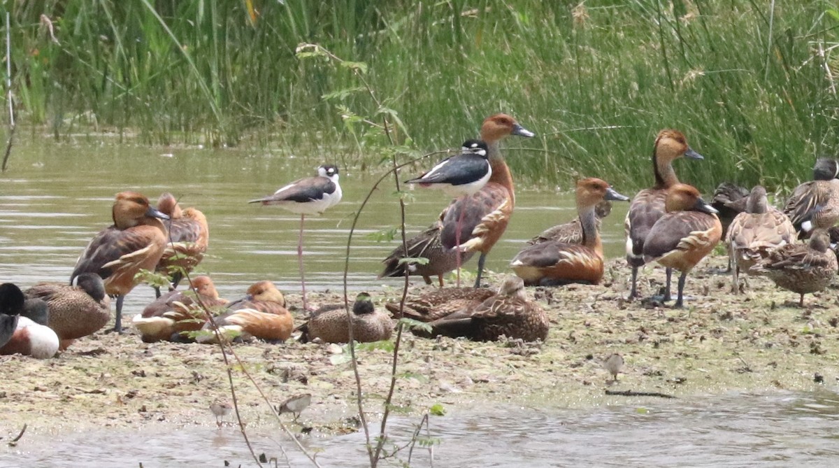 Fulvous Whistling-Duck - ML617977052