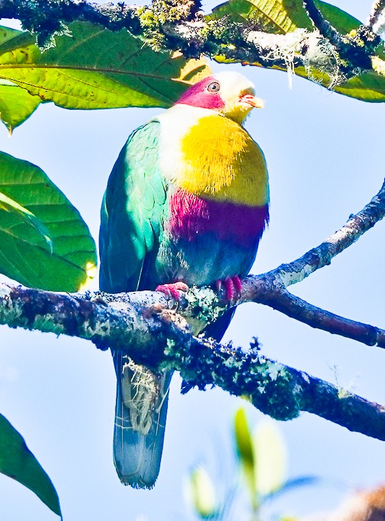 Yellow-breasted Fruit-Dove - ML617977057