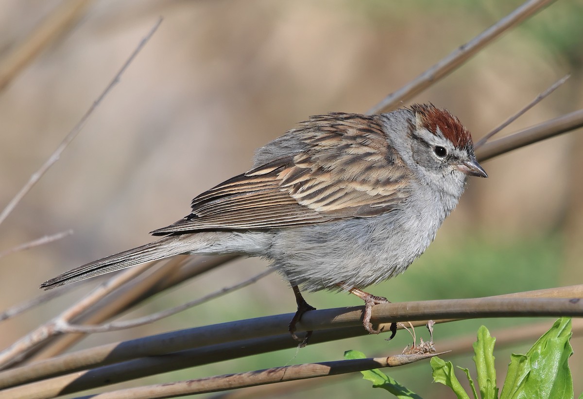 Chipping Sparrow - ML617977104