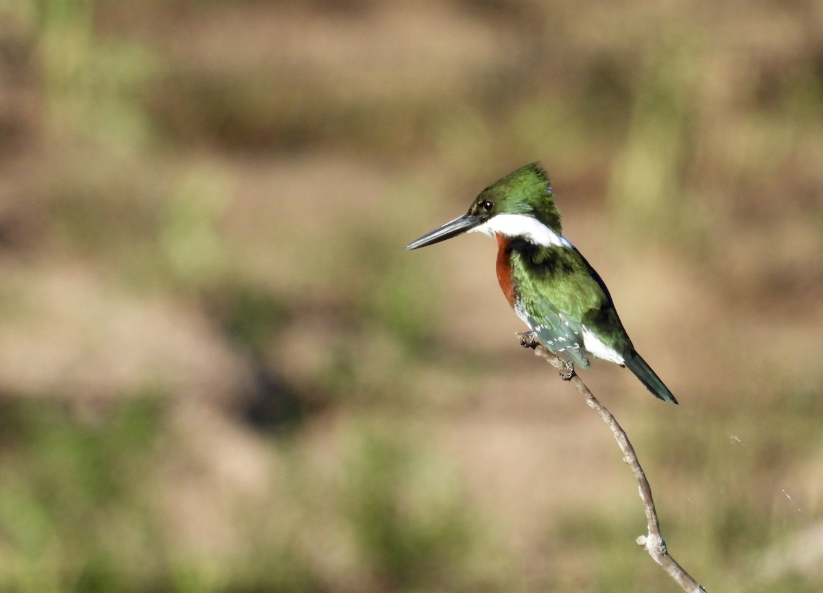 Green Kingfisher - Alejandra Pons