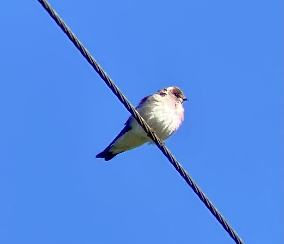 Northern Rough-winged Swallow - ML617977122