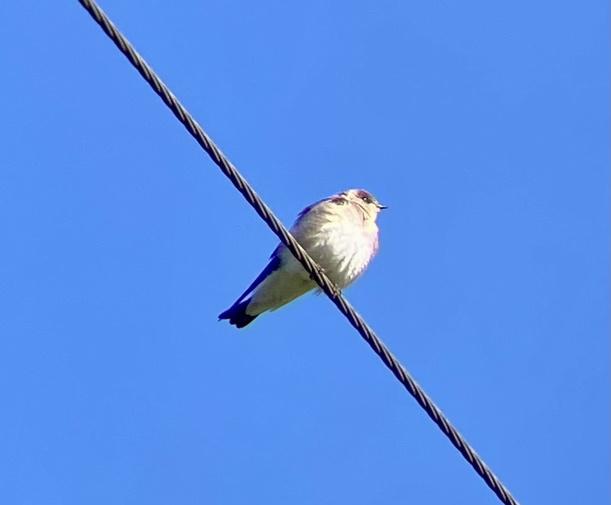 Northern Rough-winged Swallow - ML617977123