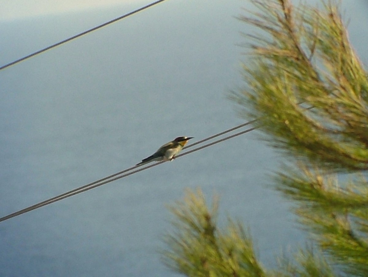 European Bee-eater - ML617977139