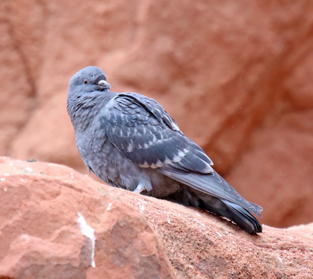 Rock Pigeon (Feral Pigeon) - ML617977142