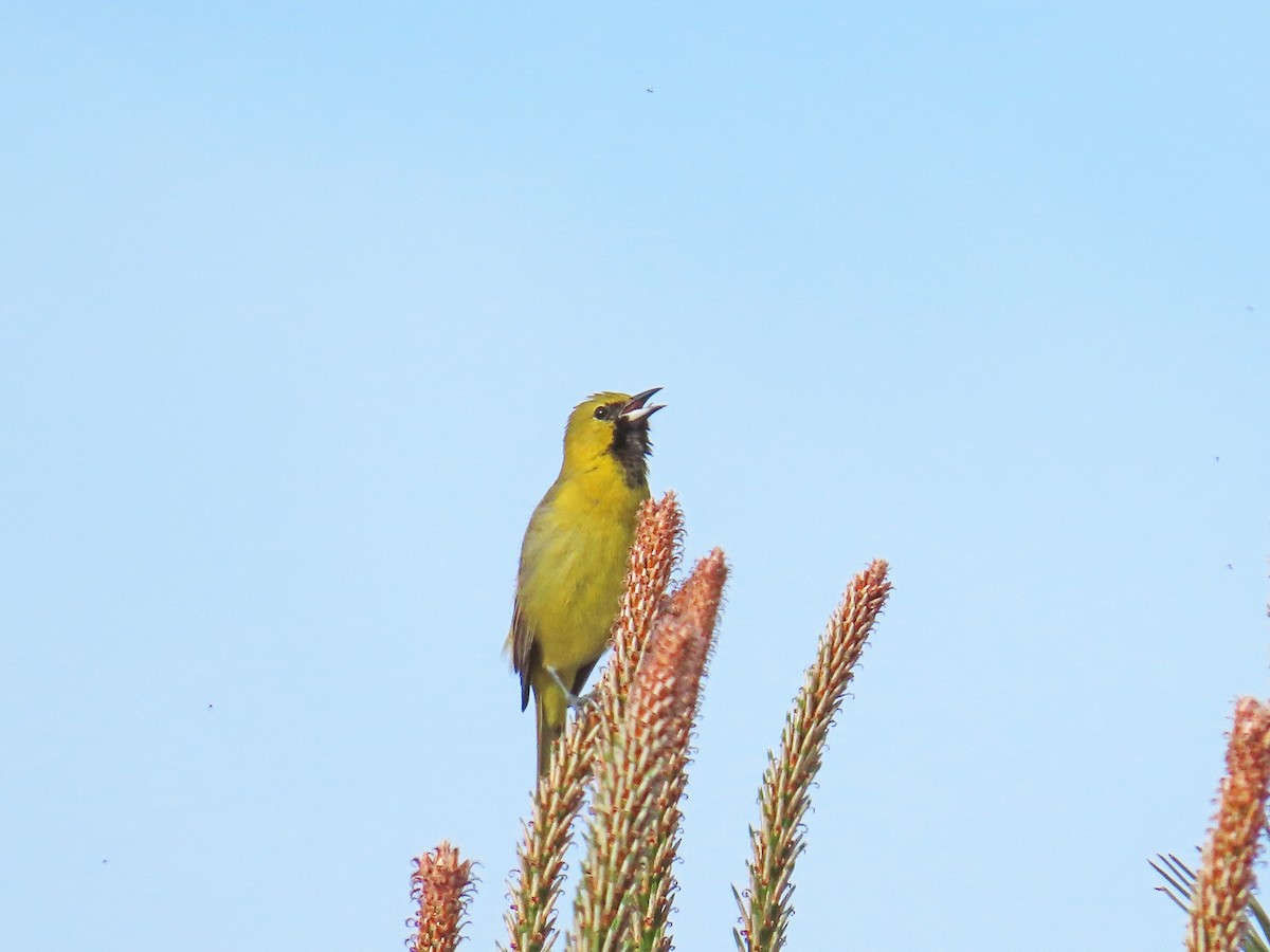 Orchard Oriole - ML617977150