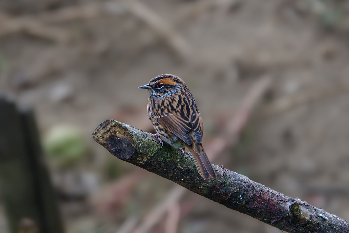 Rufous-breasted Accentor - ML617977152