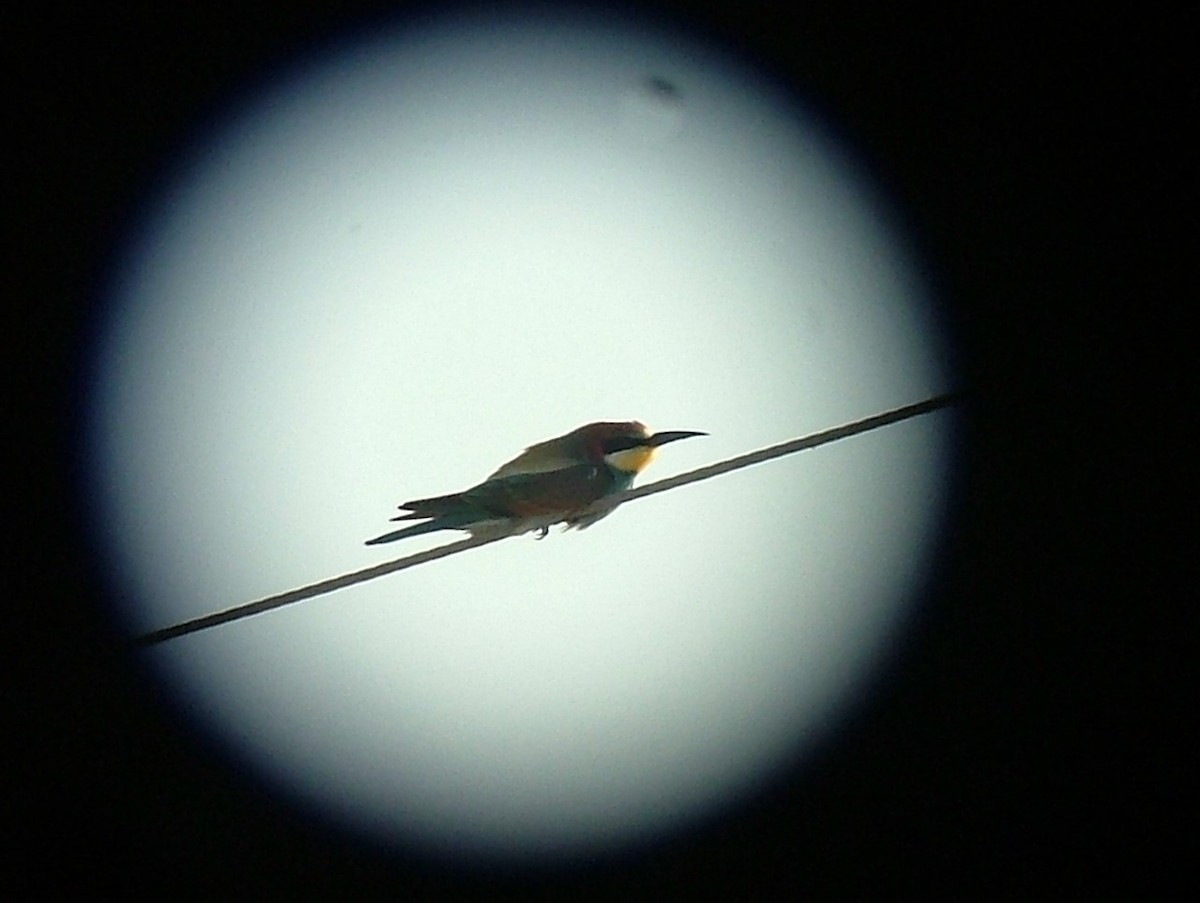 European Bee-eater - ML617977159