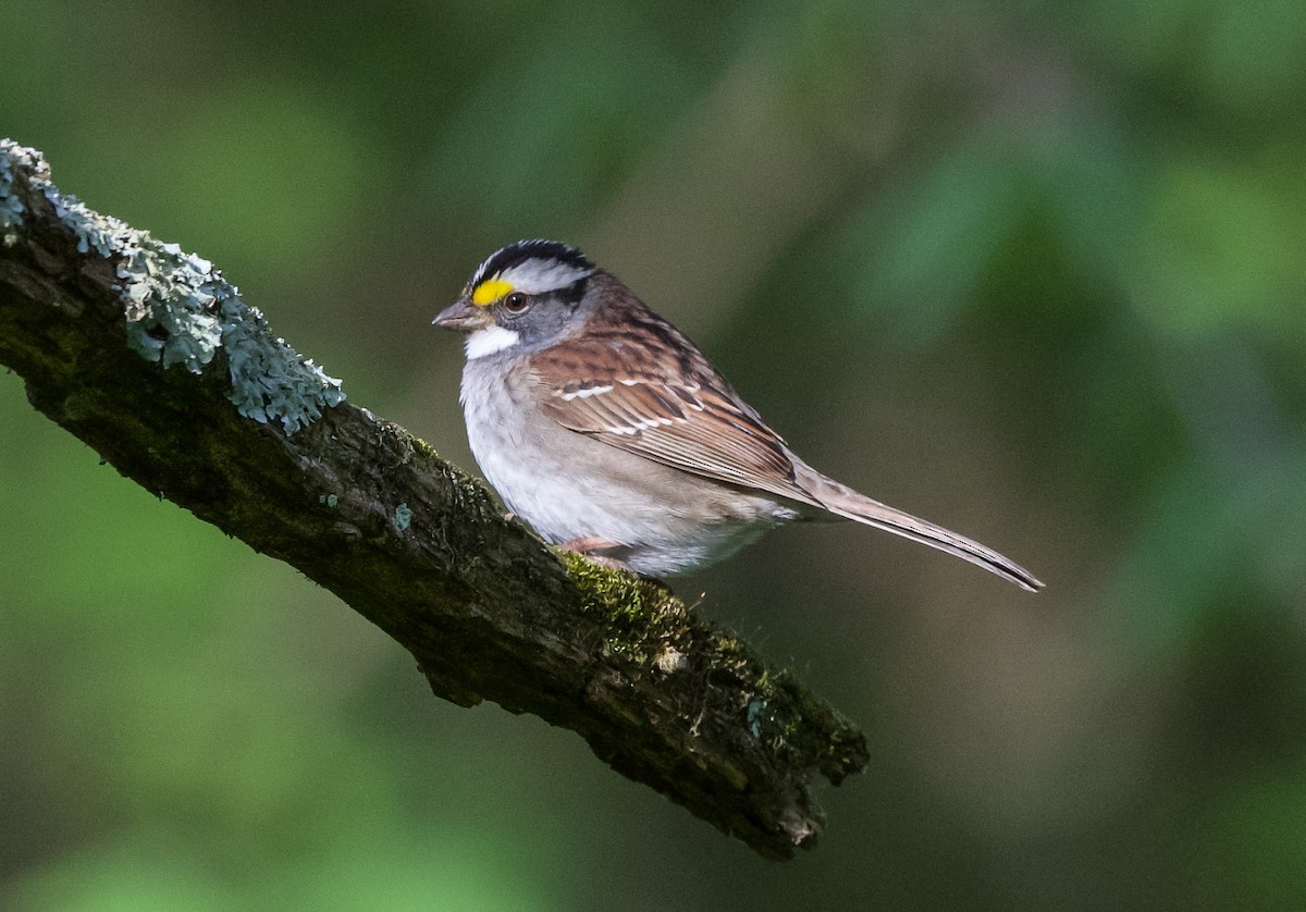 White-throated Sparrow - Lisa Klepacz