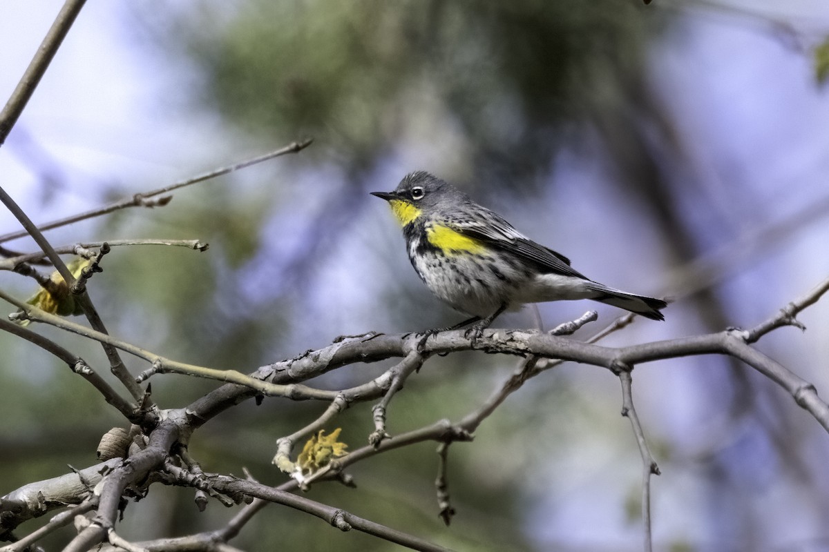 Yellow-rumped Warbler (Audubon's) - ML617977237