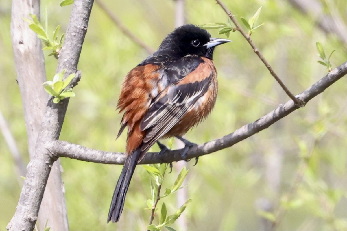 Orchard Oriole - ML617977239