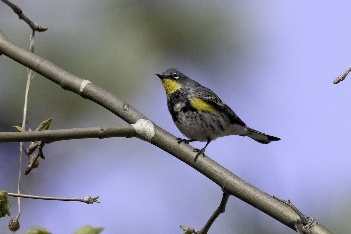 Yellow-rumped Warbler (Audubon's) - ML617977245