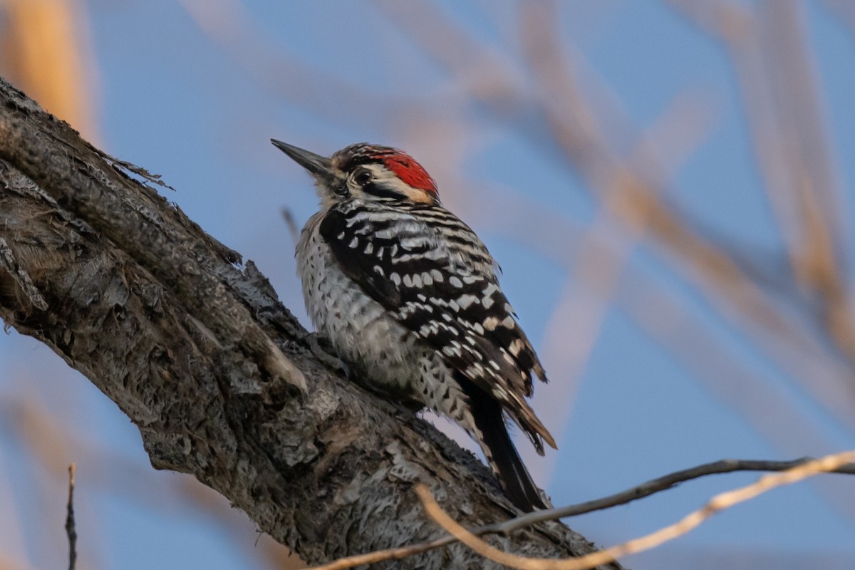 Ladder-backed Woodpecker - William Kelley