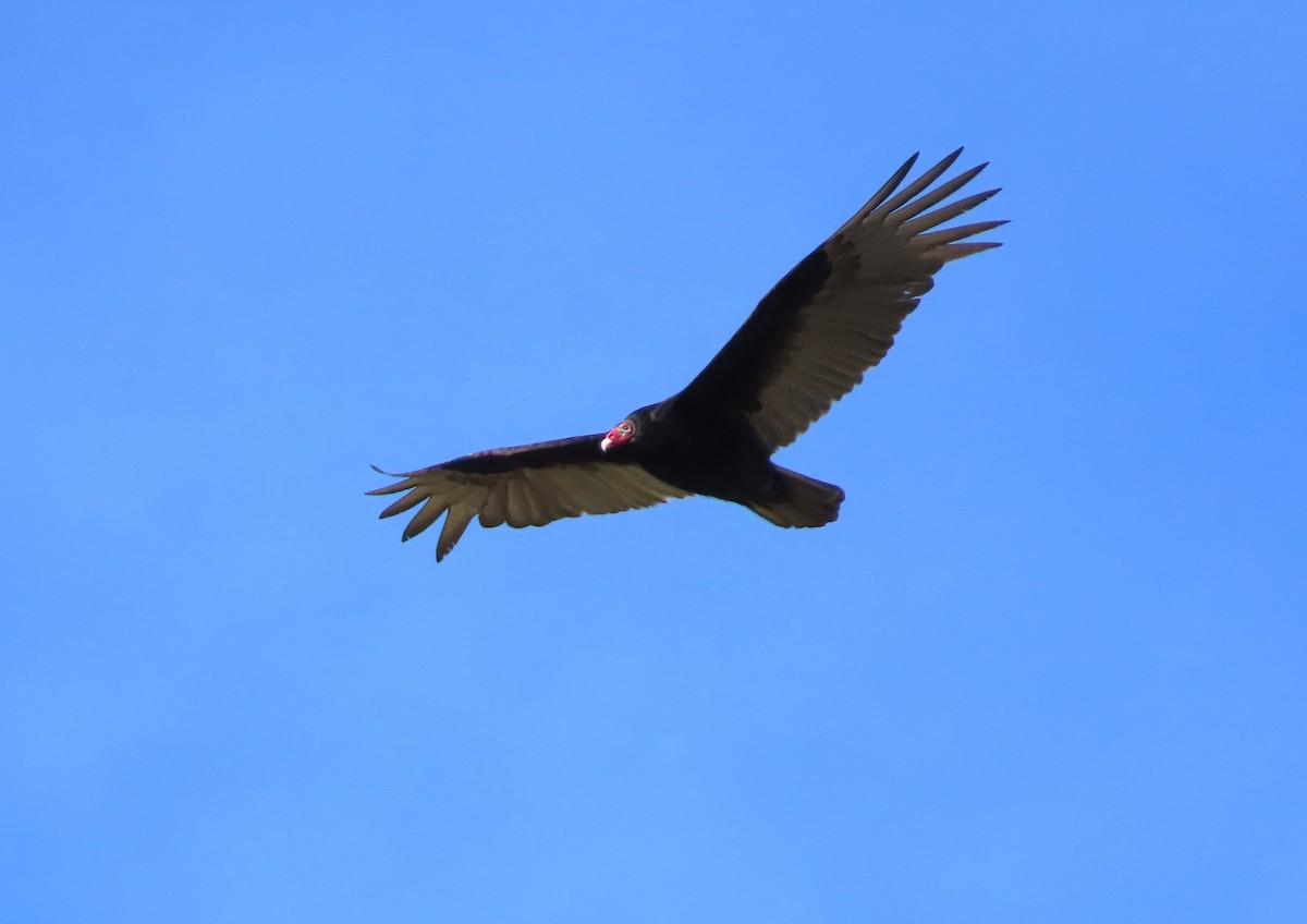 Turkey Vulture - ML617977263