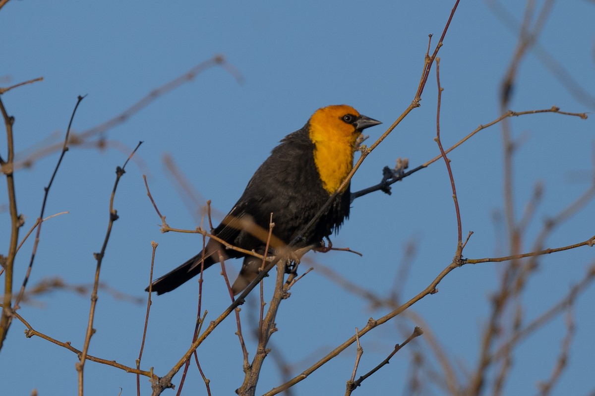 Yellow-headed Blackbird - ML617977269