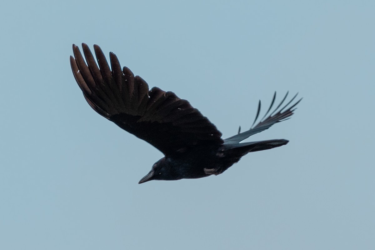 American Crow - ML617977296