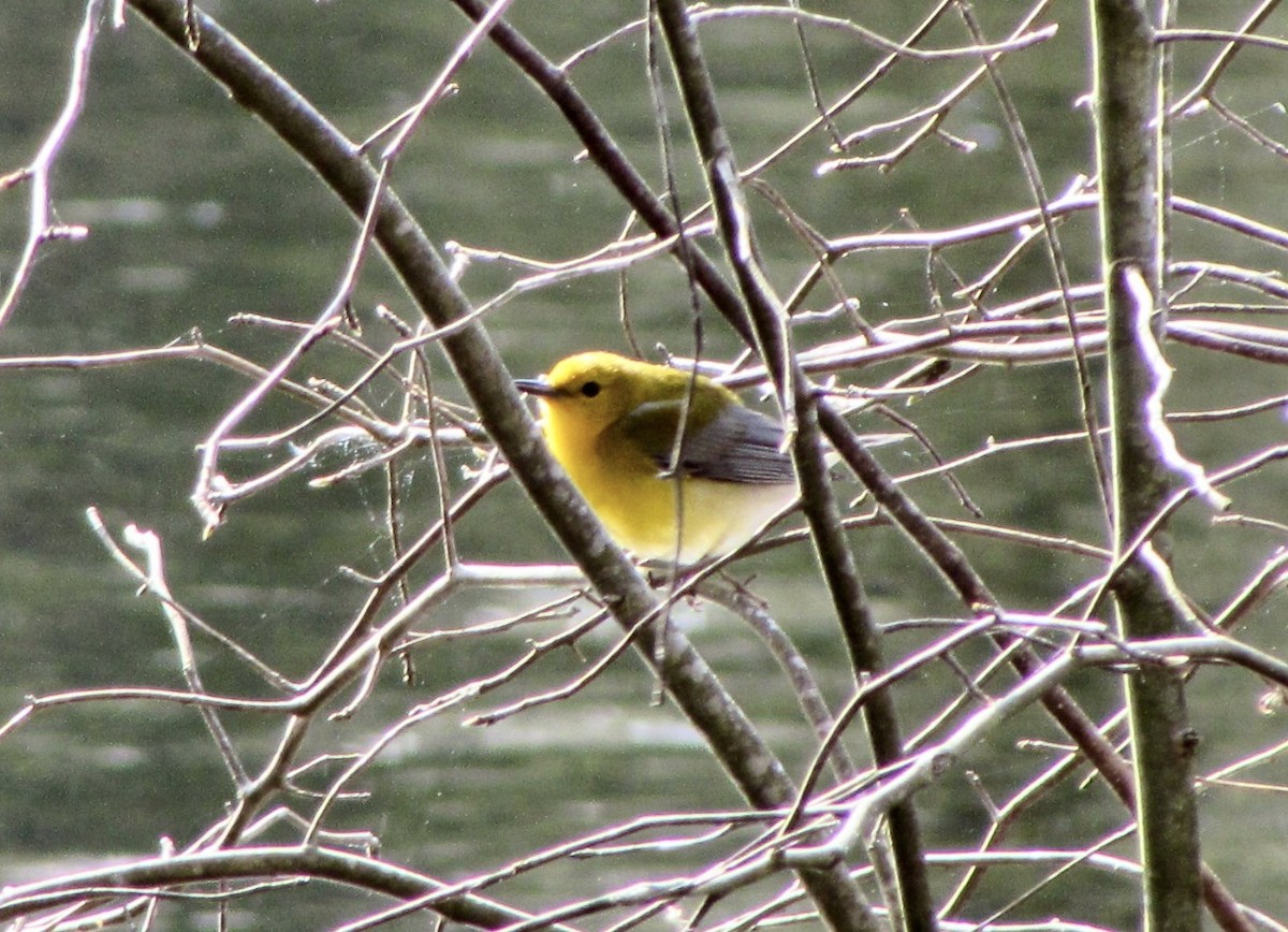 Prothonotary Warbler - ML617977347