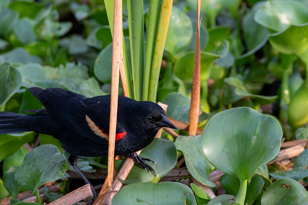 Red-winged Blackbird - Shelton Malzar