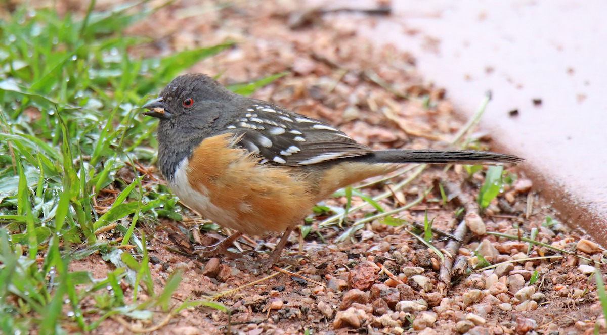 Spotted Towhee - ML617977366