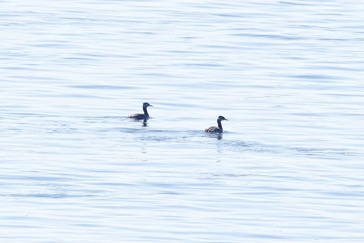 Red-necked Grebe - ML617977446