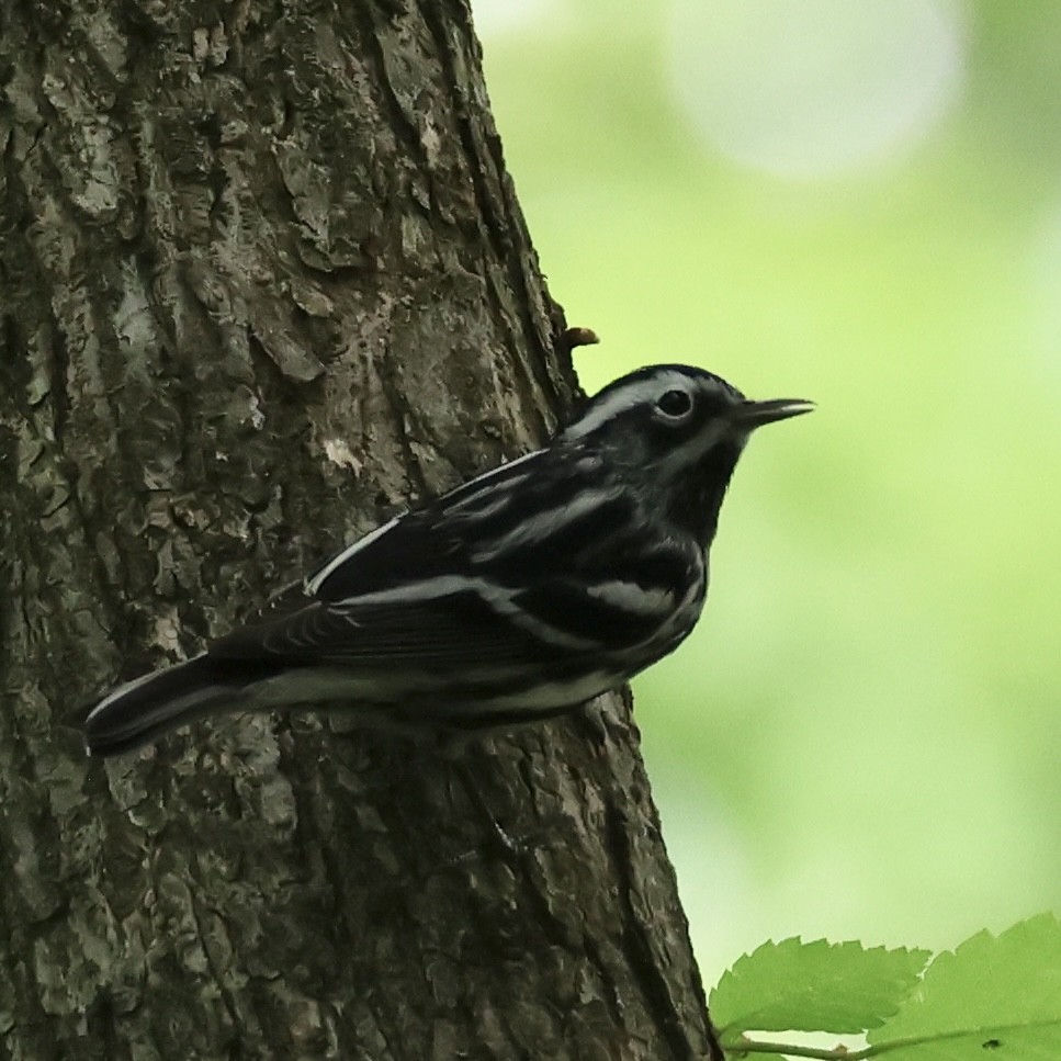 Black-and-white Warbler - J. Fields Falcone