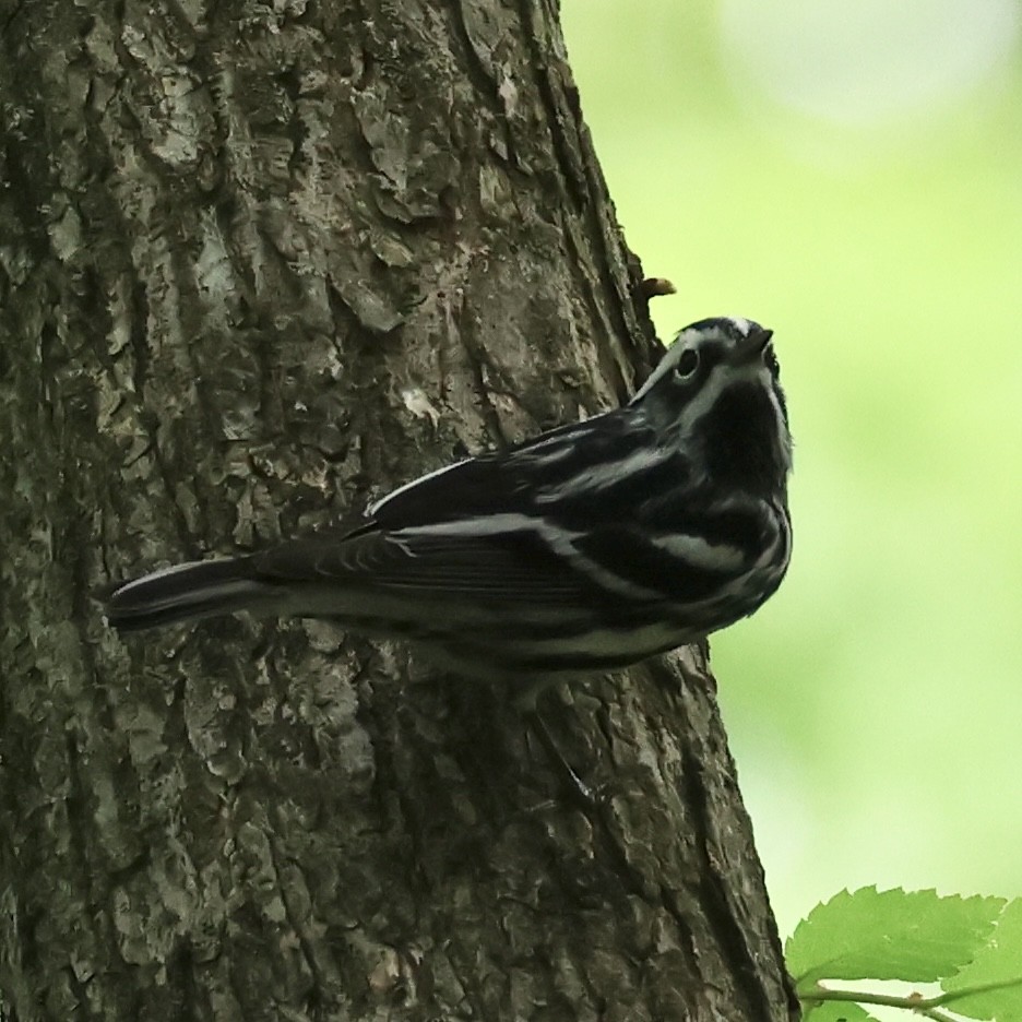 Black-and-white Warbler - ML617977515