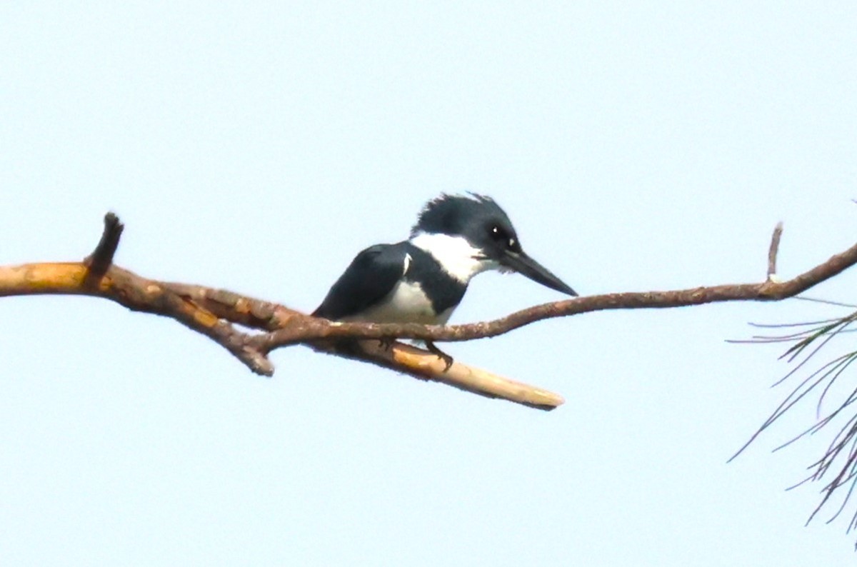 Belted Kingfisher - ML617977564